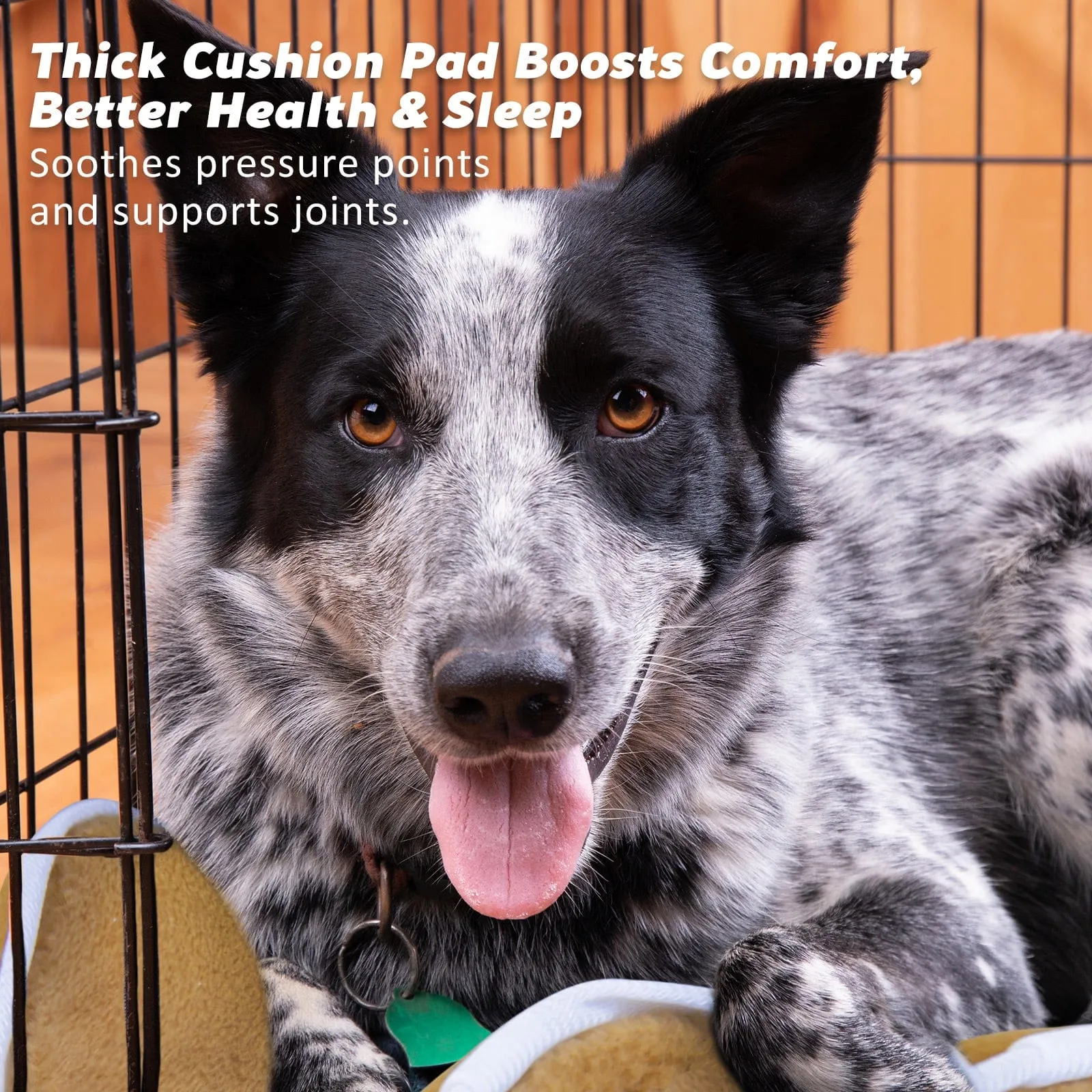Wire Dog Cage Foldable Crate Kennel 42in with Tray   Cushion Mat Combo